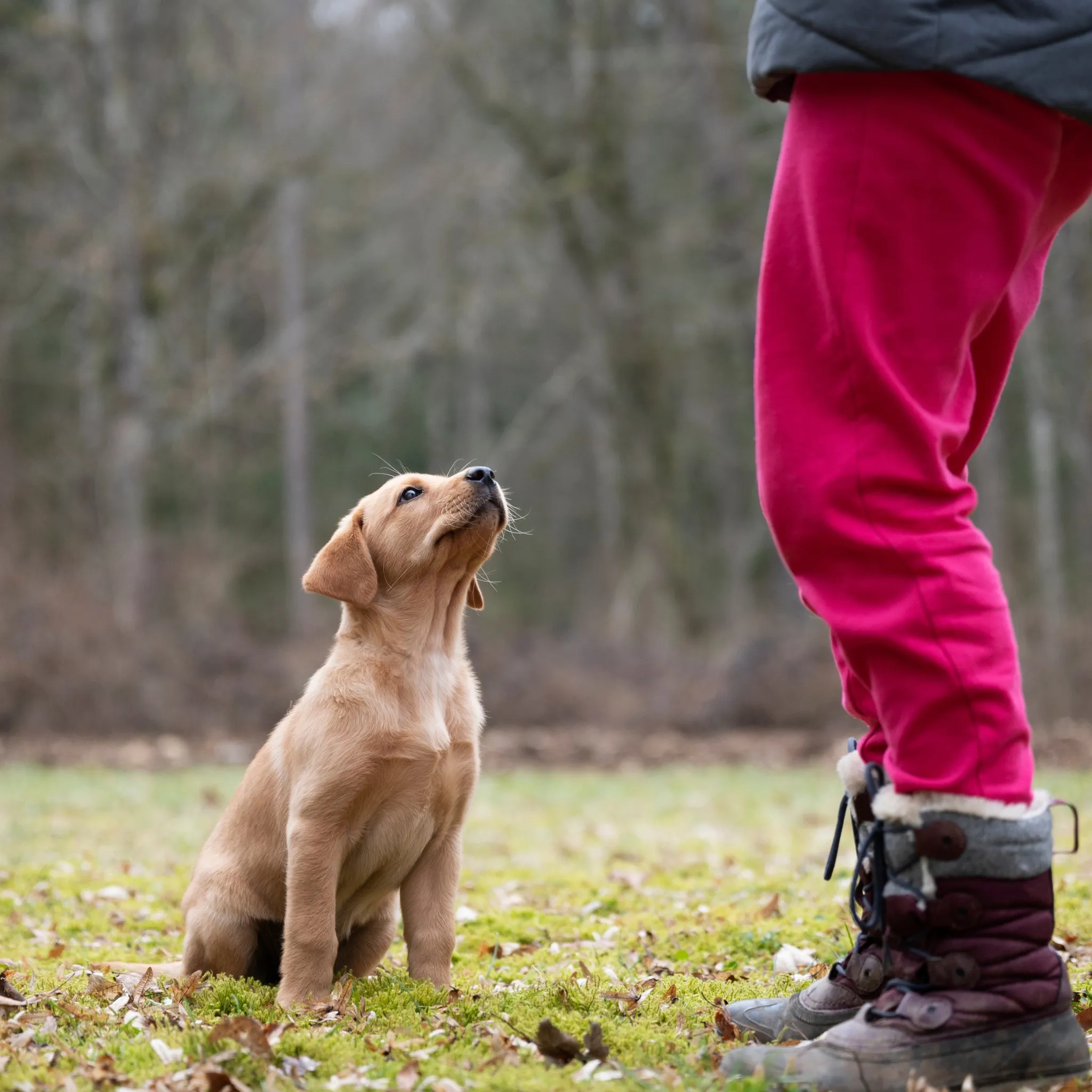Beginning Your Life Journey: Puppy Group Class Level 1