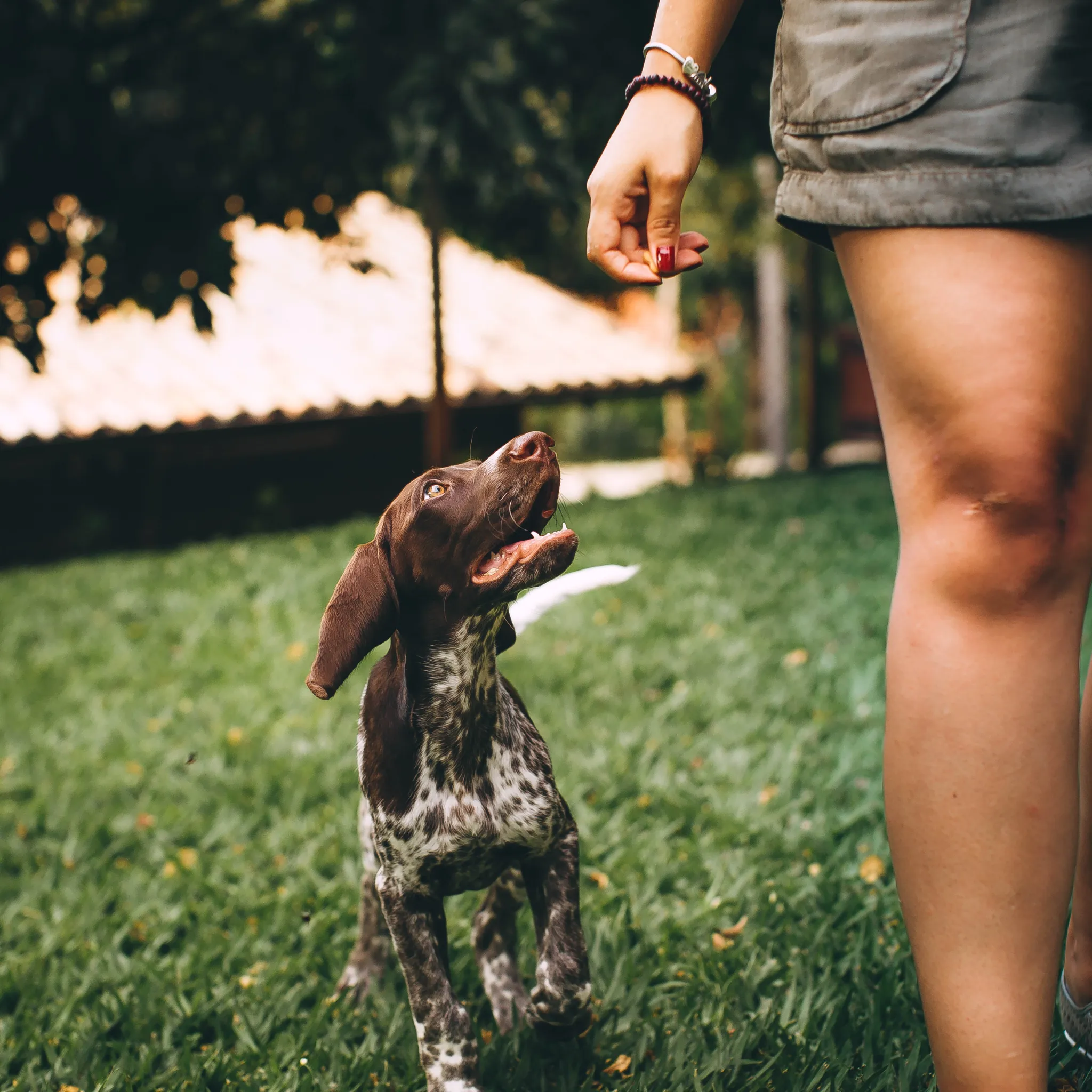 Beginning Your Life Journey: Puppy Group Class Level 1