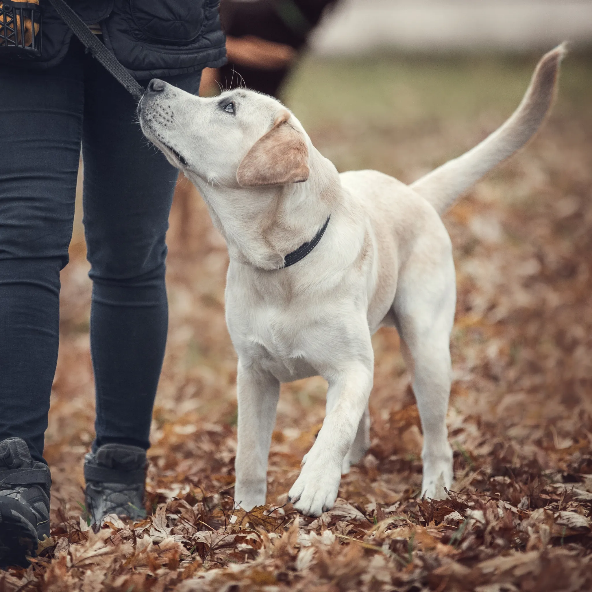Beginning Your Life Journey: Puppy Group Class Level 1